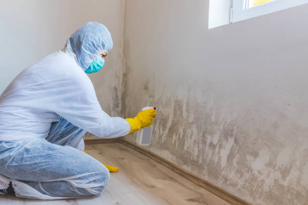 Licensed Basement Mold Remediation service in Garner, NC - Car Mold Remediation