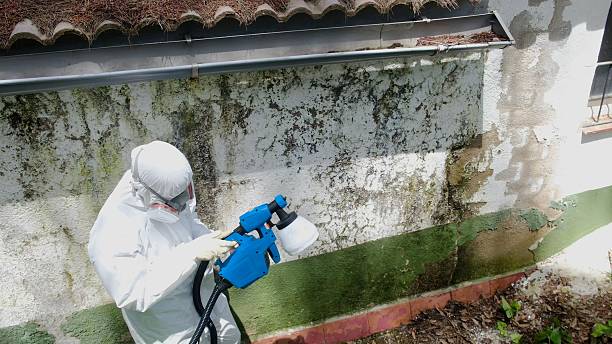 Top rated local Basement Mold Remediation specialists in Garner, NC
